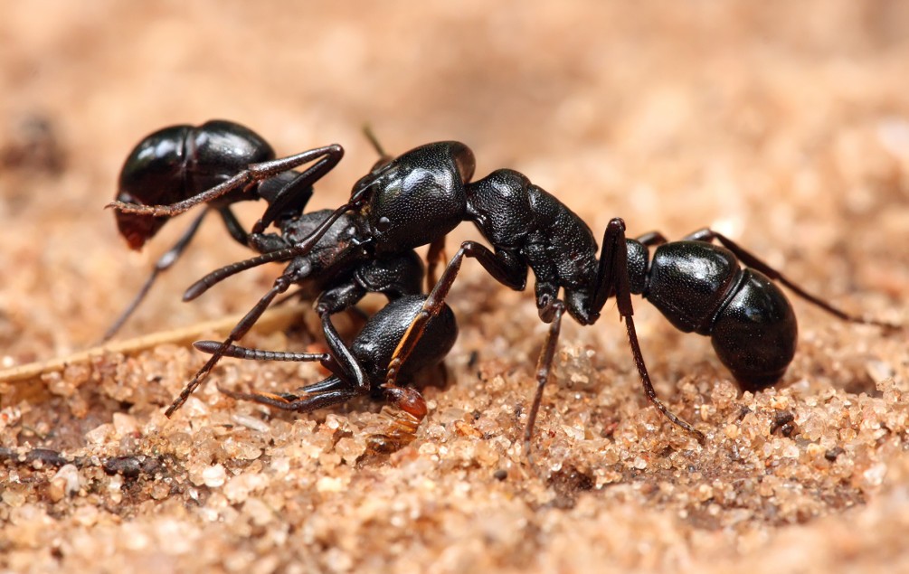 ant control melbourne