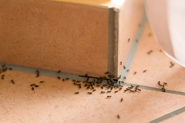 ant infestation removal melbourne