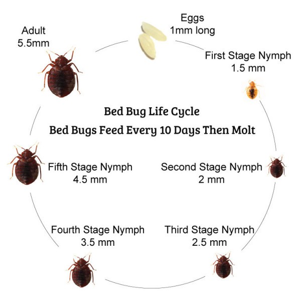 bed bug life cycle