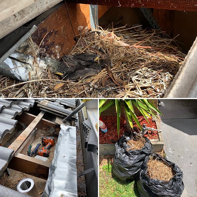 bird nest removal in Melbourne