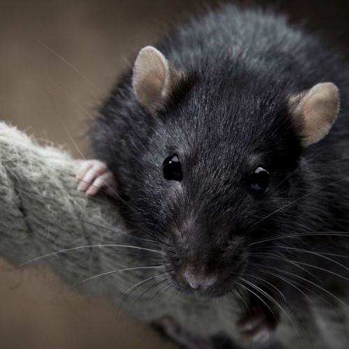 black rat