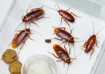 Cockroach Control Melbourne