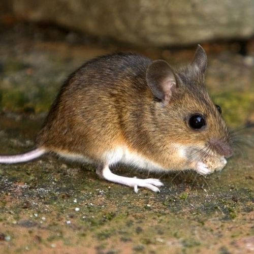 house mouse