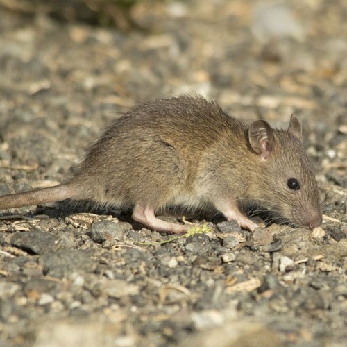 norway rat