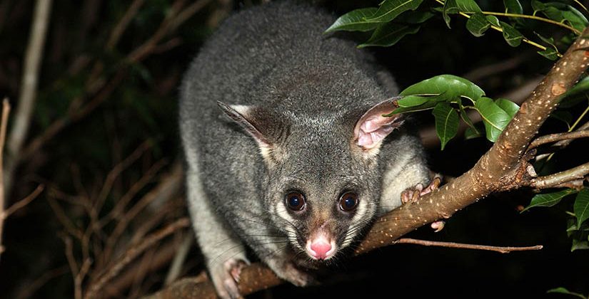 possum removal melbourne