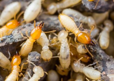 Termite Protection Melbourne