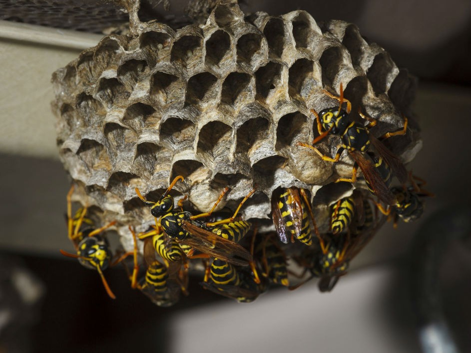 wasp colony removal in melbourne