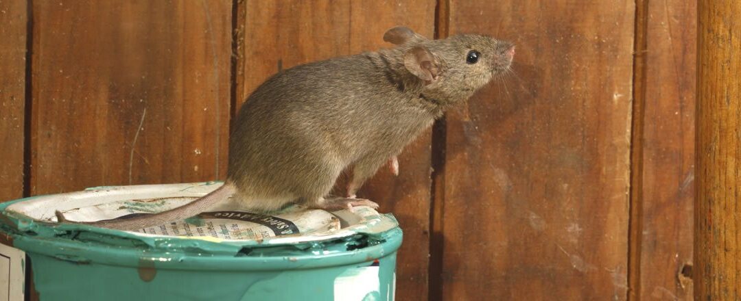 Damaging Rats & Mice
