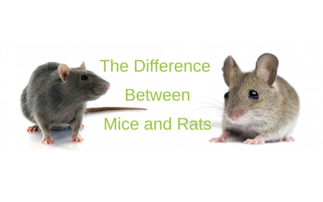 5 Important Differences Between Mice And Rats 5 Important Differences Between Mice And Rats