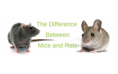 5 Important Differences Between Mice and Rats