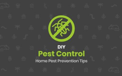 DIY Pest Control: Home Pest Prevention Tips