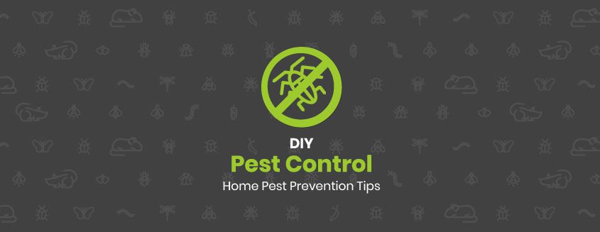 diy pest control banner