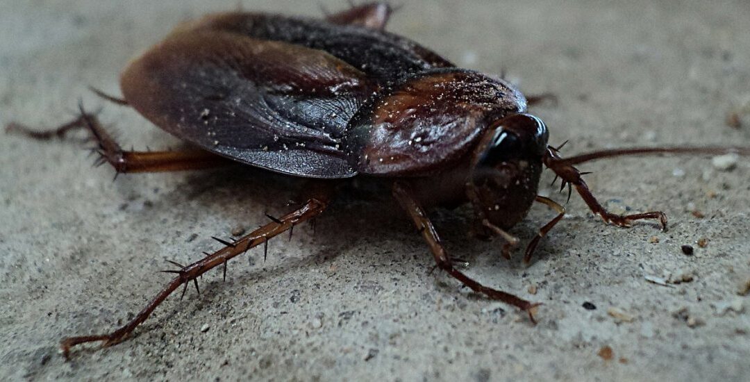 flying cockroach