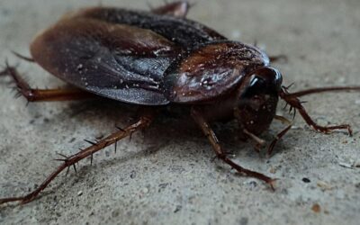 Do Cockroaches Fly? 6 Flying Cockroach Questions Answered