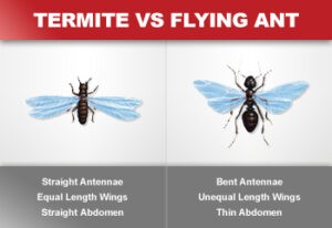 flying termites vs flying ants