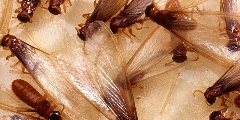 7 Do’s And Don’ts Of Flying Termites