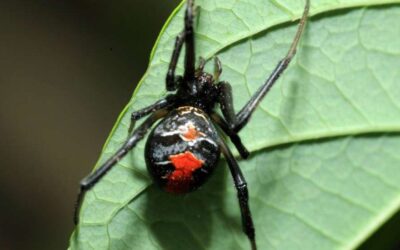 How to Get Rid of Red Back Spiders
