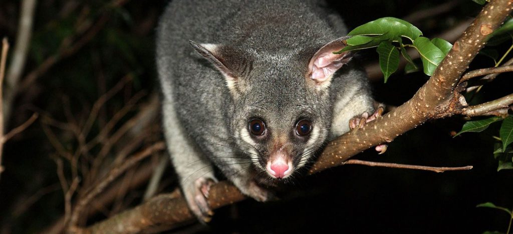 How to Make a simple Possum Trap 