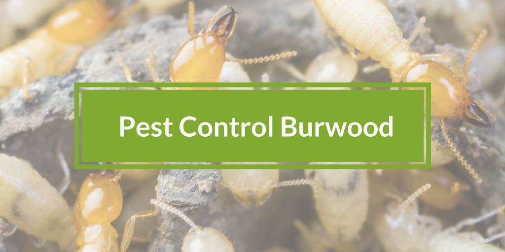 pest control burwood banner