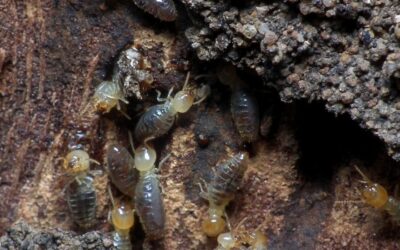 How To Spot Termites In Trees And What To Do About Them!