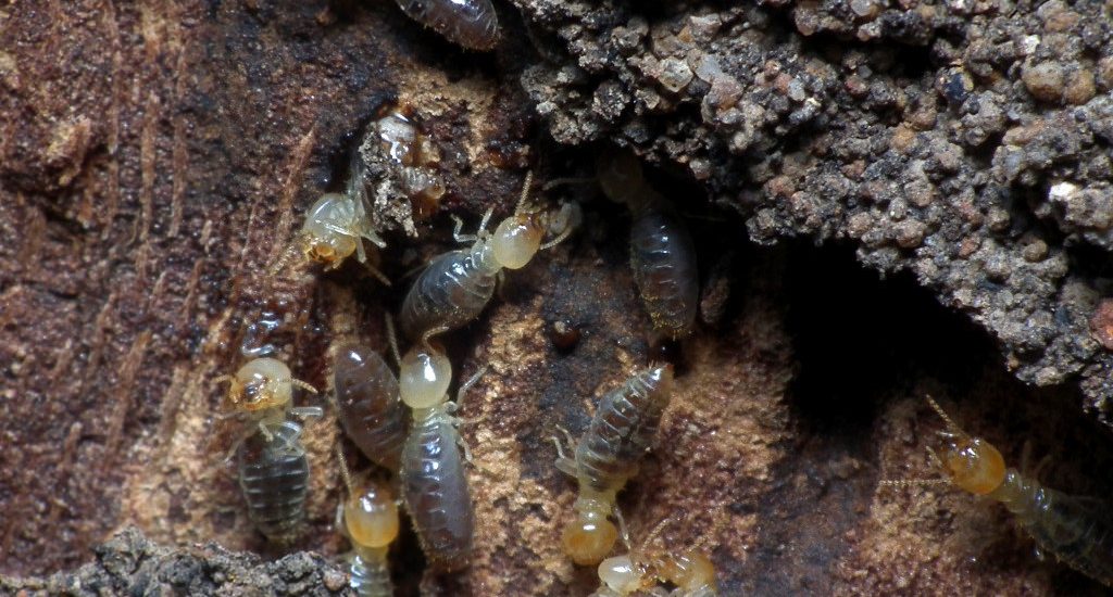 signs of termites in trees