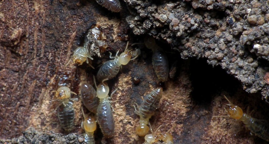 How To Spot Termites In Trees And What To Do About Them!