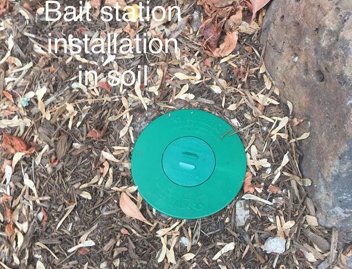 How do termite bait stations work?