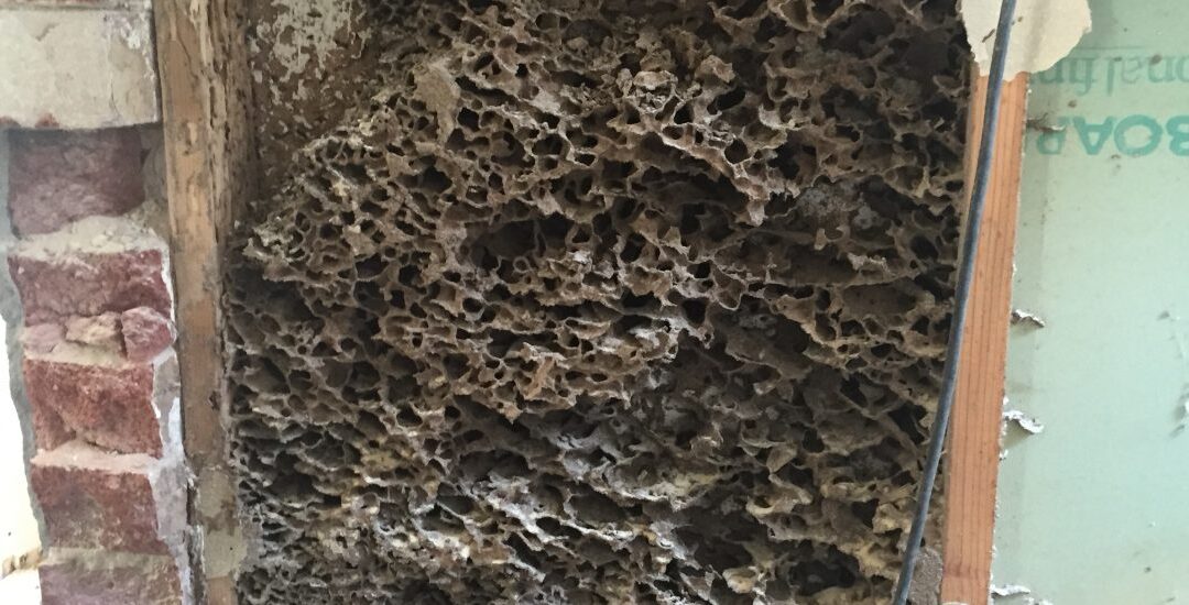 Termites – Are They Eating You Out of House and Home?