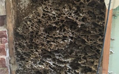 Termites – Are They Eating You Out of House and Home?