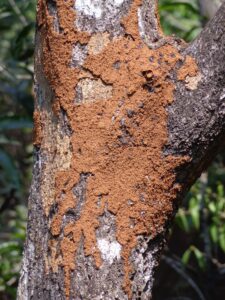 termites in trees