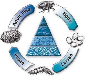 flea life cycle