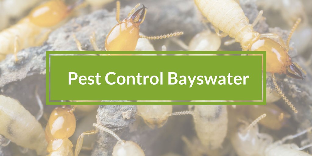 pest control bayswater
