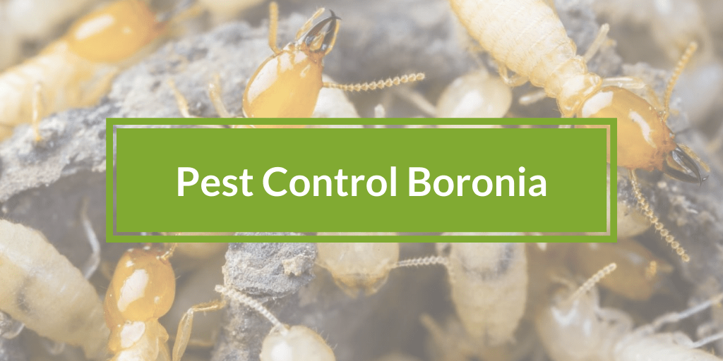 Pest Control Boronia