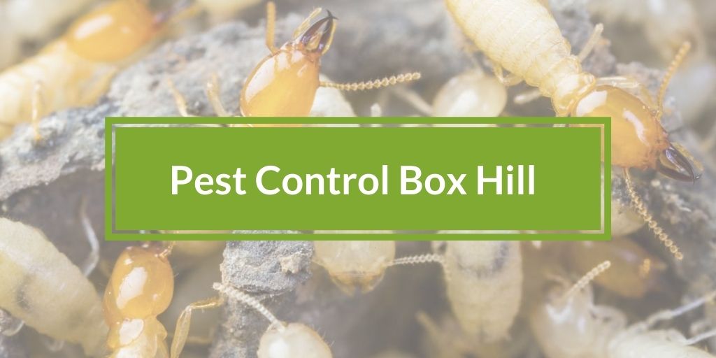 Pest Control Box Hill