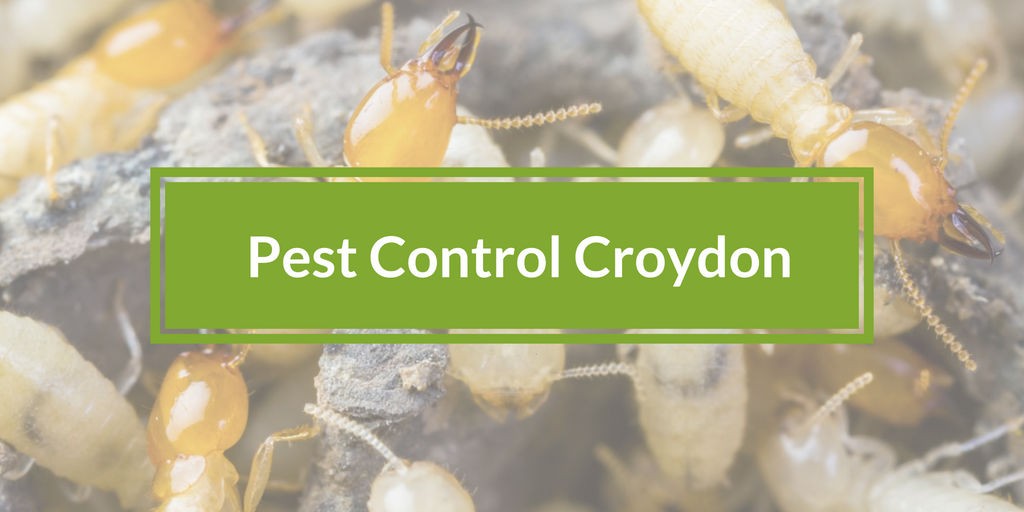 pest control croydon banner