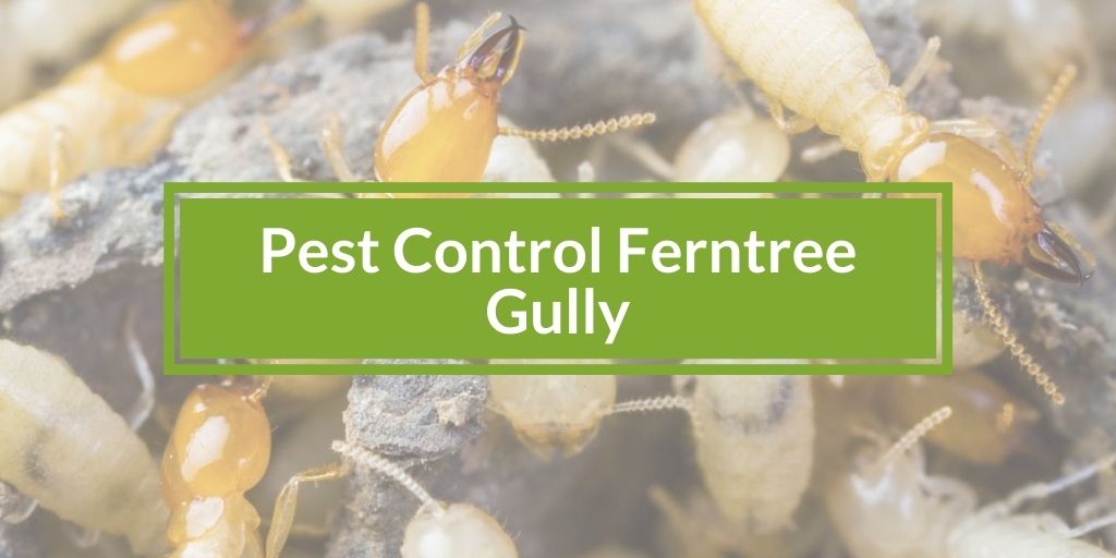 Pest Control Ferntree Gully