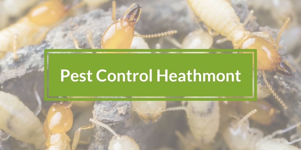 Pest Control Heathmont