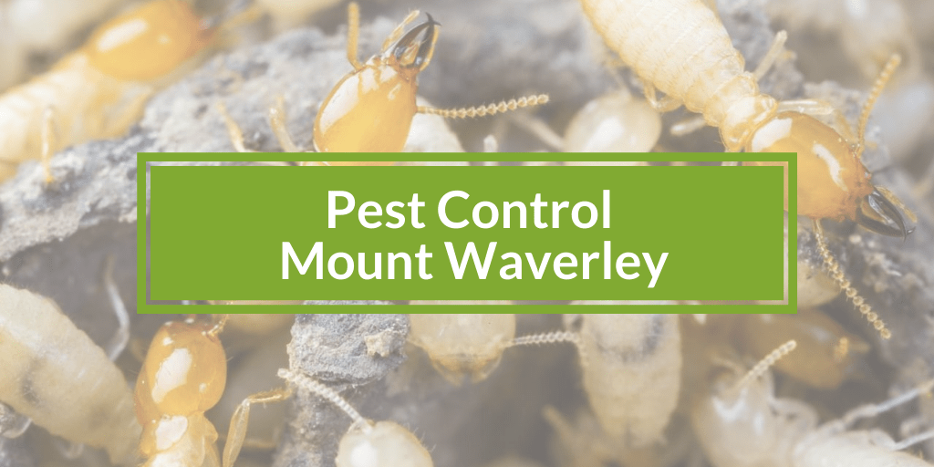 Pest Control Mount Waverley