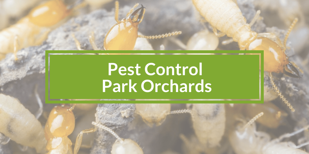 Pest Control Park Orchards