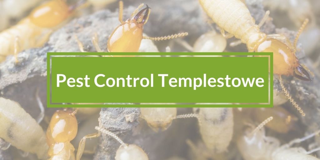Pest Control Templestowe