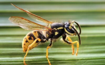 How To Get Rid Of European Wasps