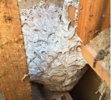 european wasps nest