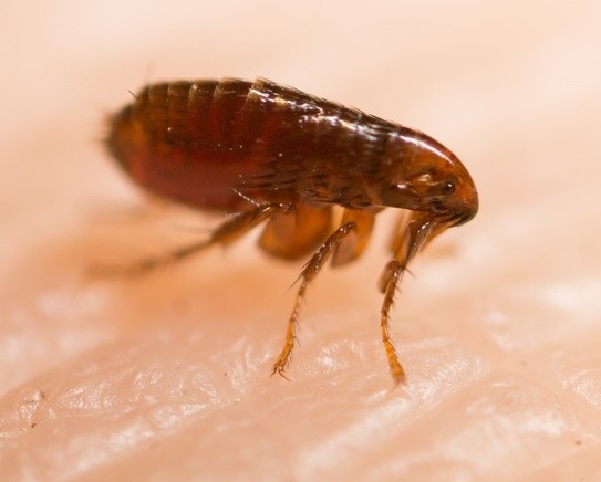 flea control melbourne
