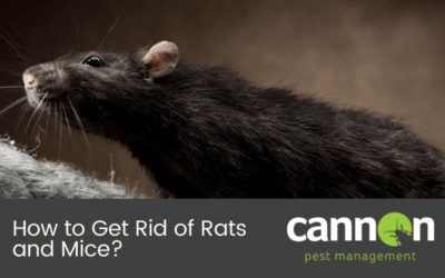 How to Get Rid of Rats and Mice