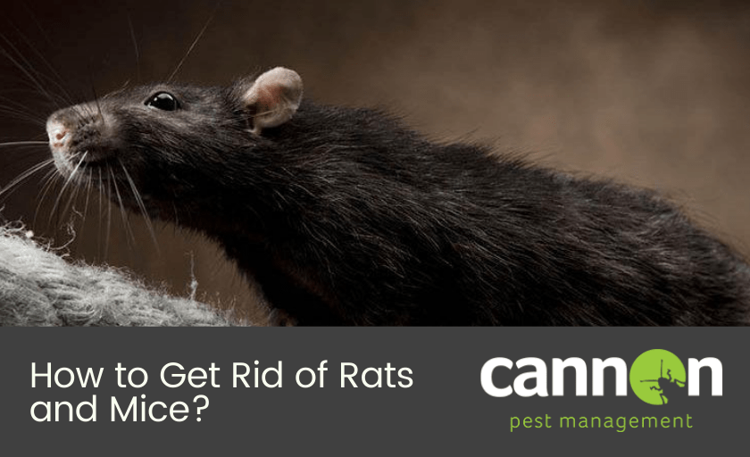 The Dangers of Using Rat Poison for Your Infestation