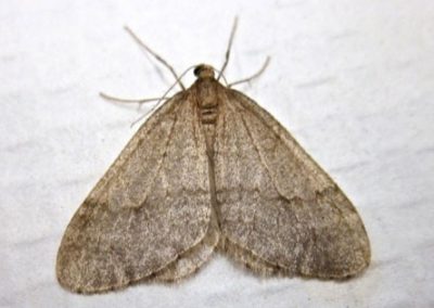 Moth Control Melbourne