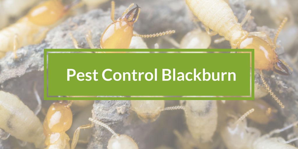 pest control blackburn