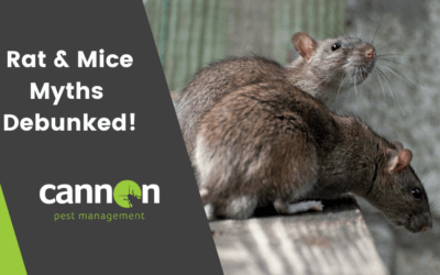 Debunking Rat and Mice Myths!