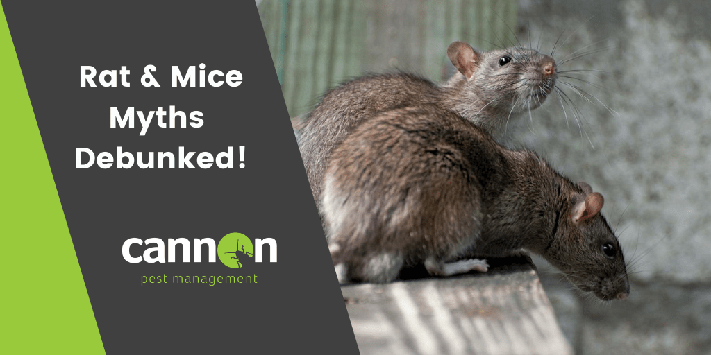 rats and mice myths