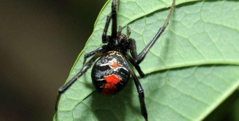 redback spider control